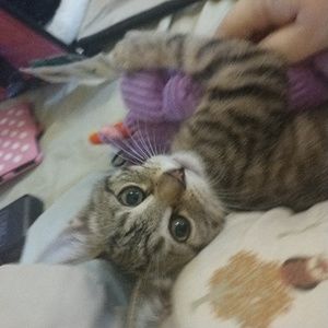 Meet your Posher, Pythia